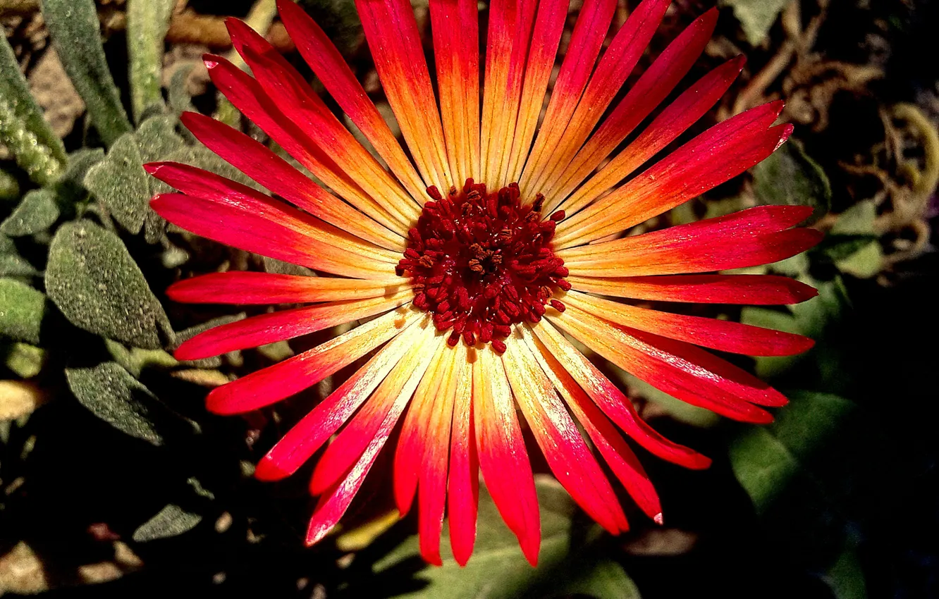 Photo wallpaper flower, macro, nature