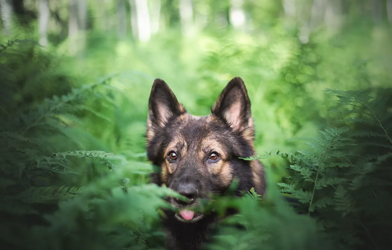 Photo wallpaper forest, each, dog