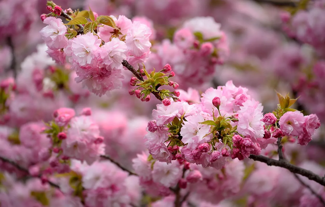 Photo wallpaper nature, pink, beauty, branch, spring, flowering