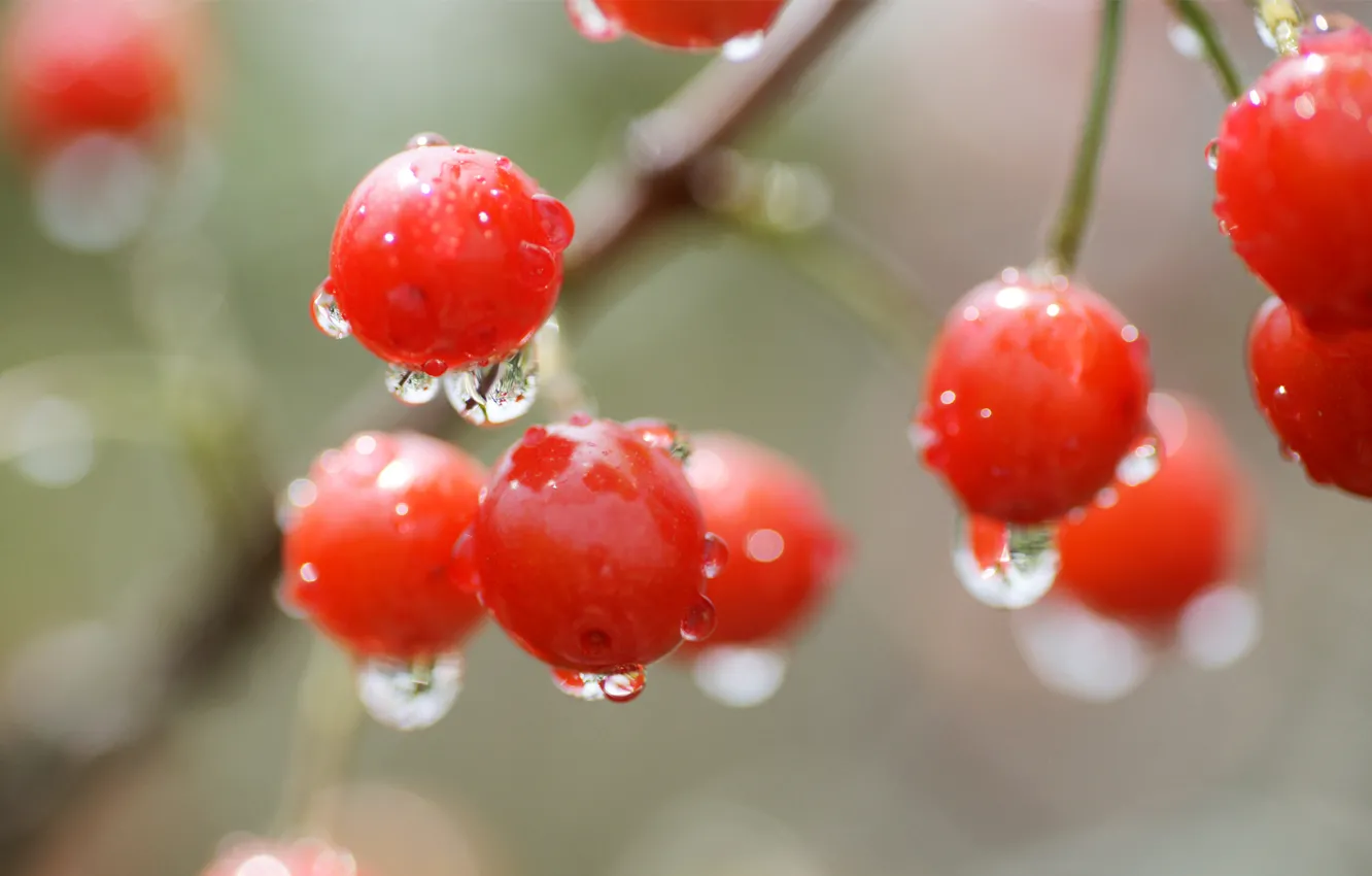 Photo wallpaper drops, macro, cherry, berry, red