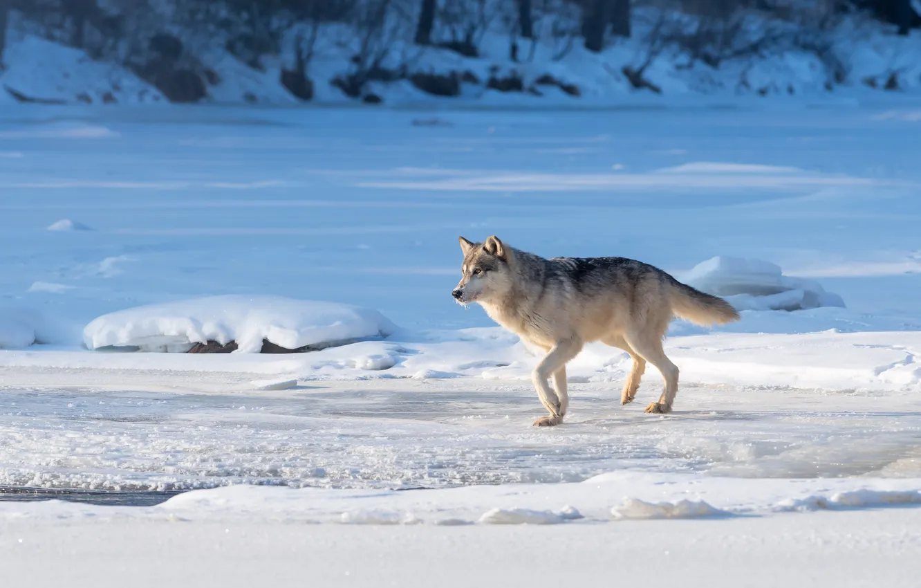 Photo wallpaper ice, winter, field, light, snow, nature, grey, shore