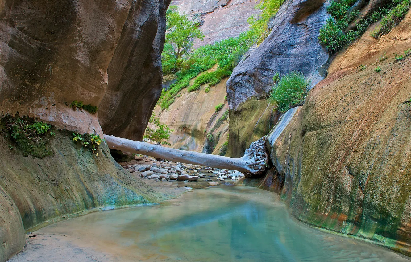Photo wallpaper trees, river, stream, stones, rocks, gorge, Zion National Park, Utah