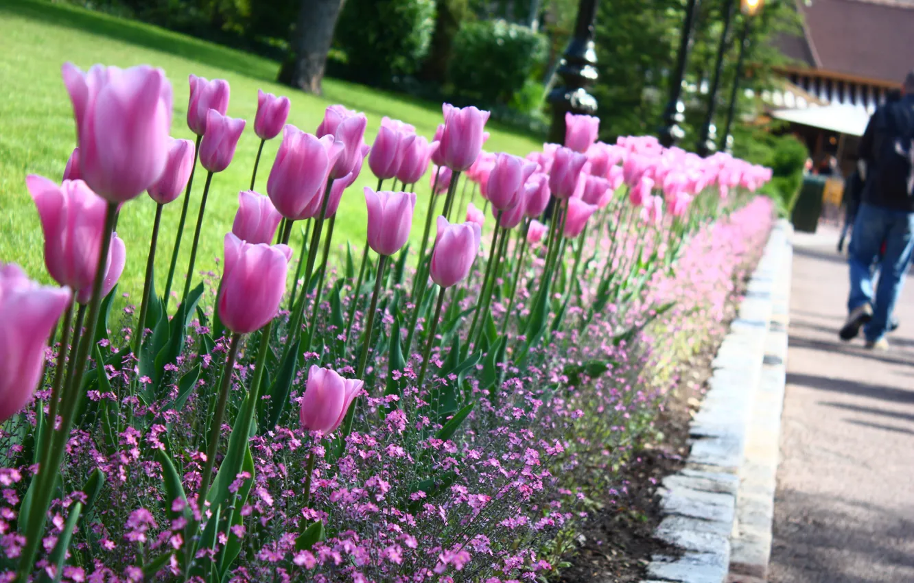 Photo wallpaper flowers, tulips, flower