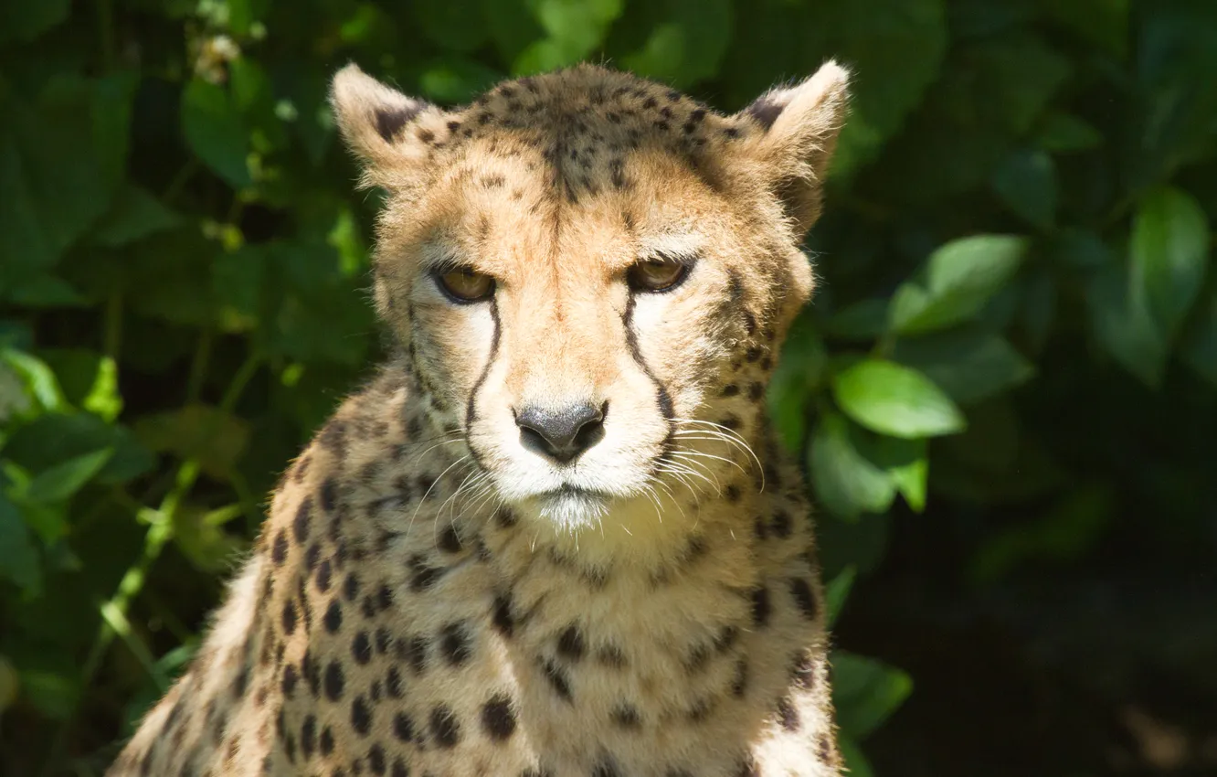 Photo wallpaper cat, look, the sun, glare, Cheetah