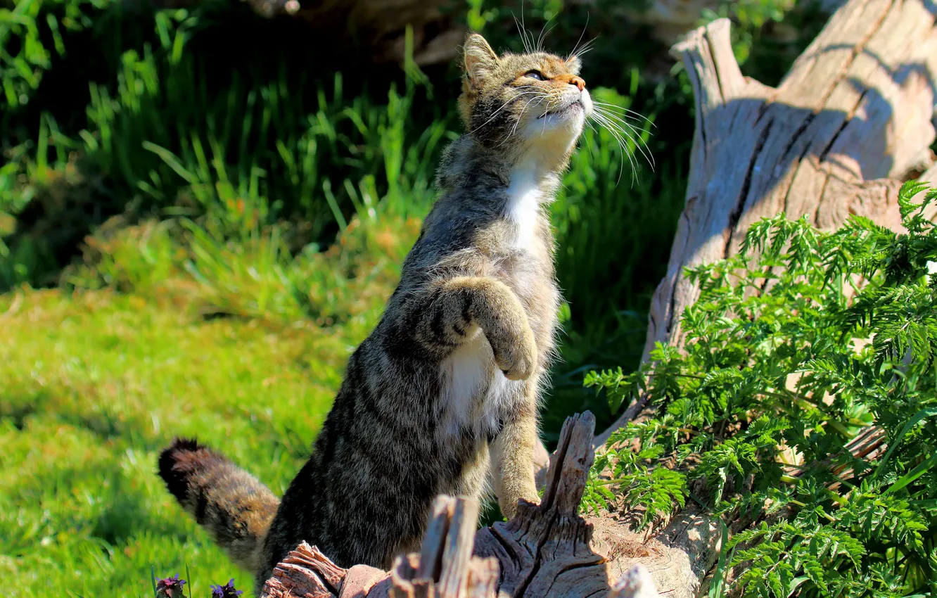 Photo wallpaper cat, summer, grass, cat, legs, Koshak