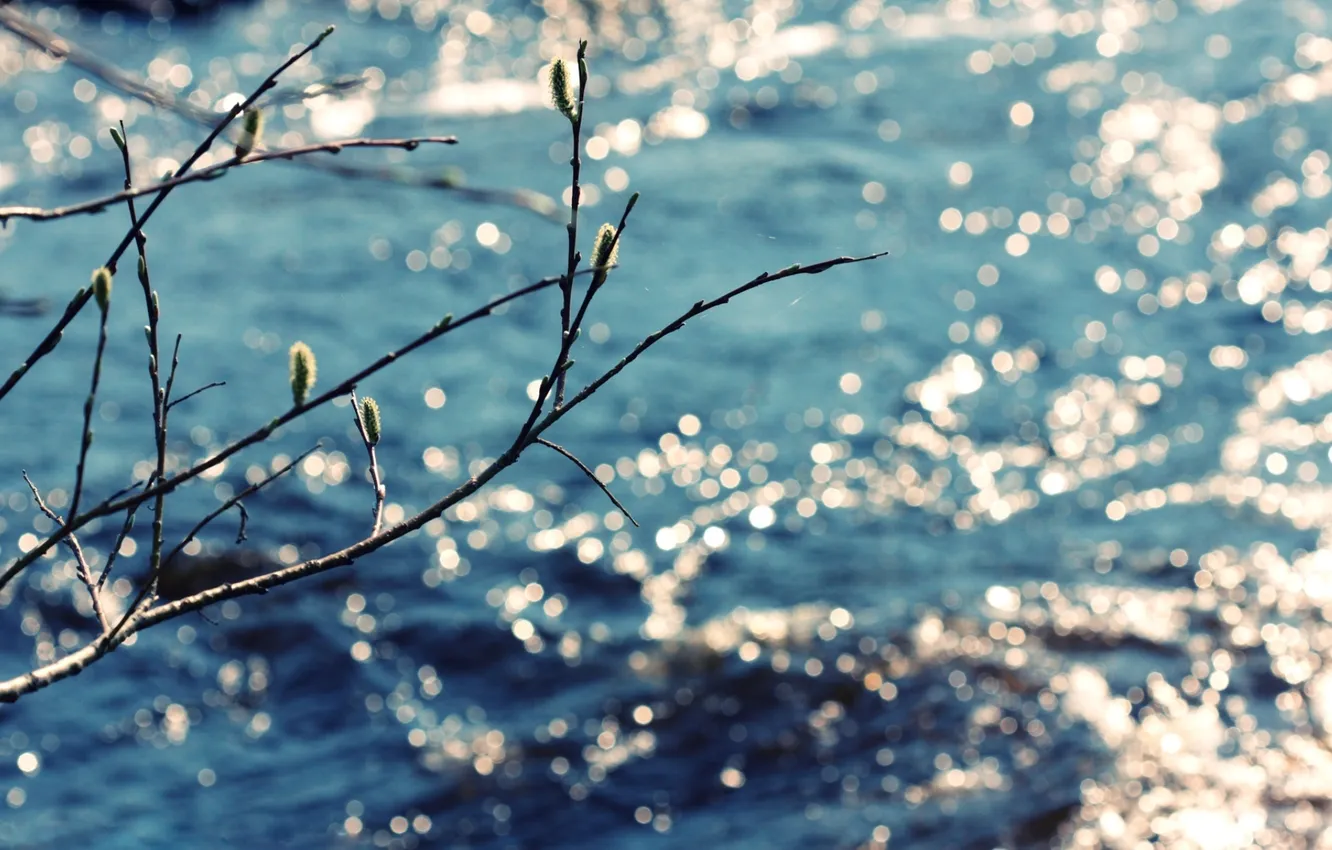 Photo wallpaper water, the sun, nature, photo, Wallpaper, branch, spring, day