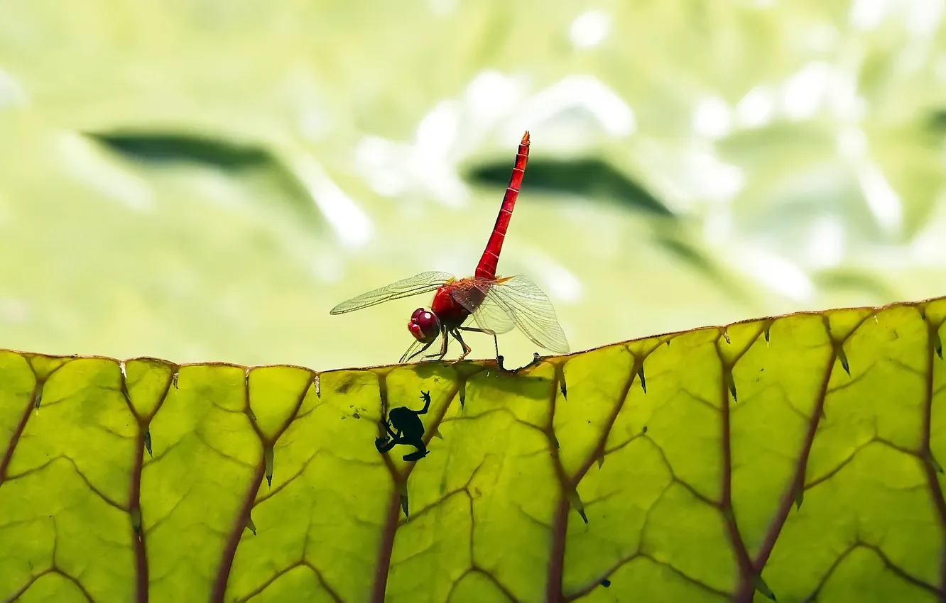 Photo wallpaper leaves, dragonfly, frogs