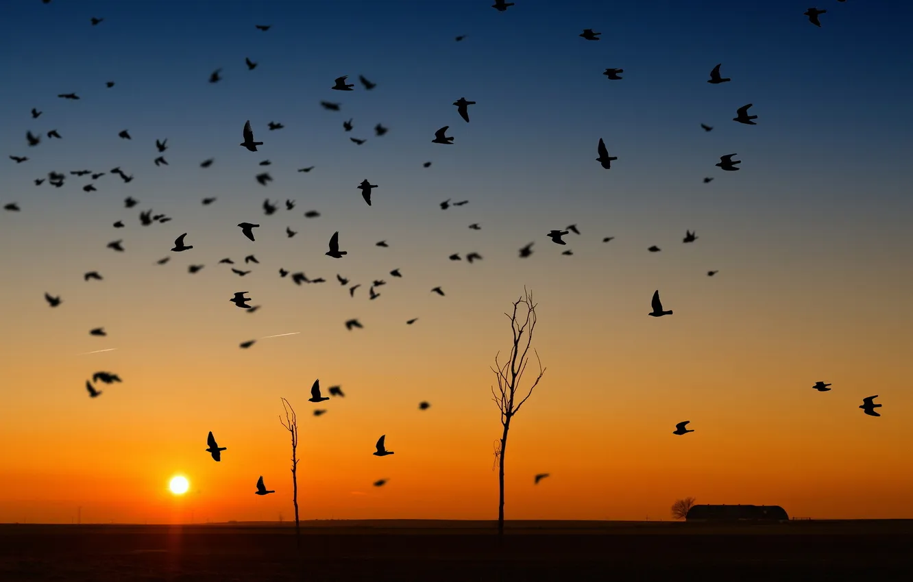 Photo wallpaper sunset, birds, nature