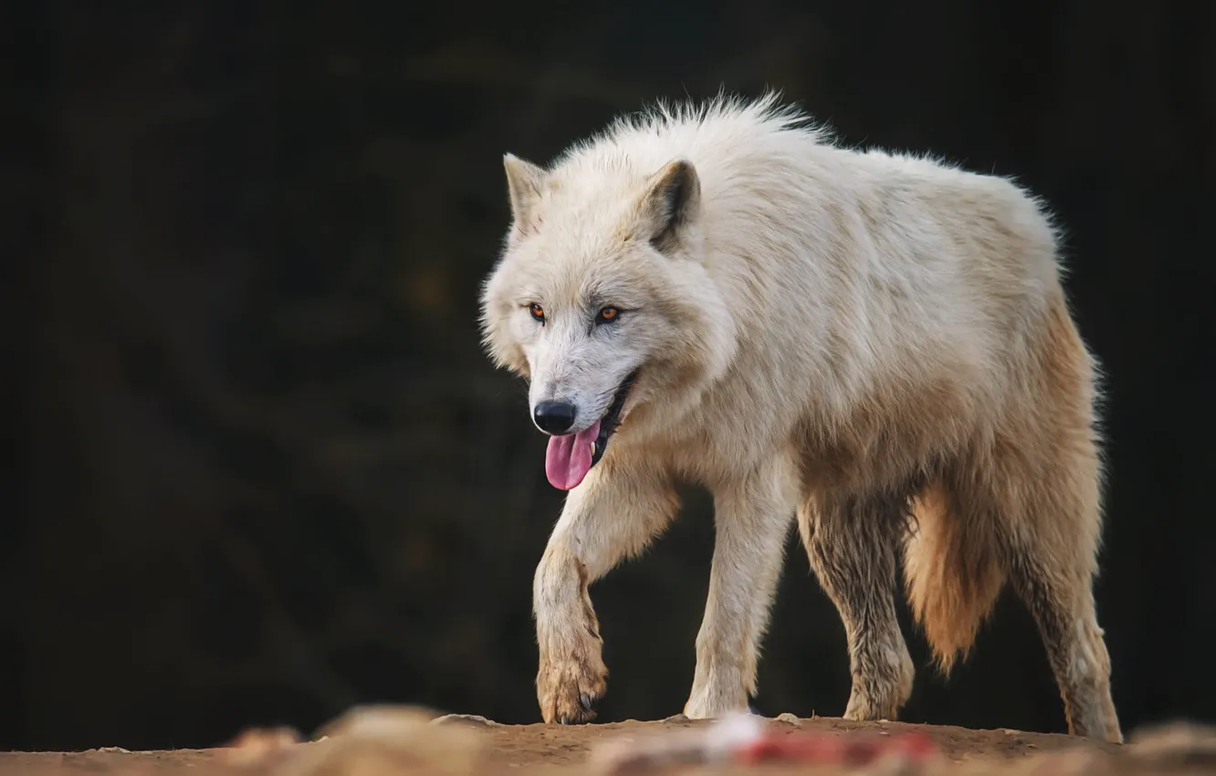 Photo wallpaper language, white, look, face, nature, pose, the dark background, wolf