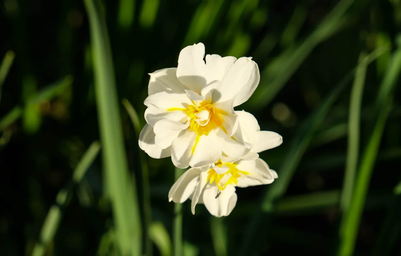 Photo wallpaper flower, flowers, macro, Narcissus