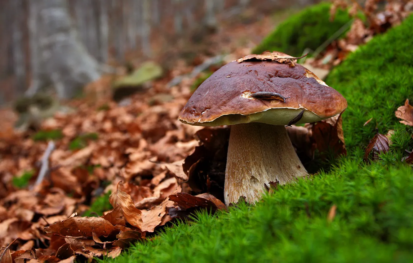 Photo wallpaper autumn, white, leaves, glade, mushroom, moss, snail, hat