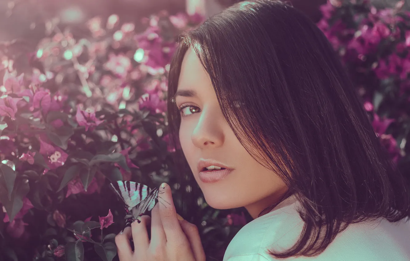 Photo wallpaper butterfly, sponge, flowers, Naomi, brown-eyed