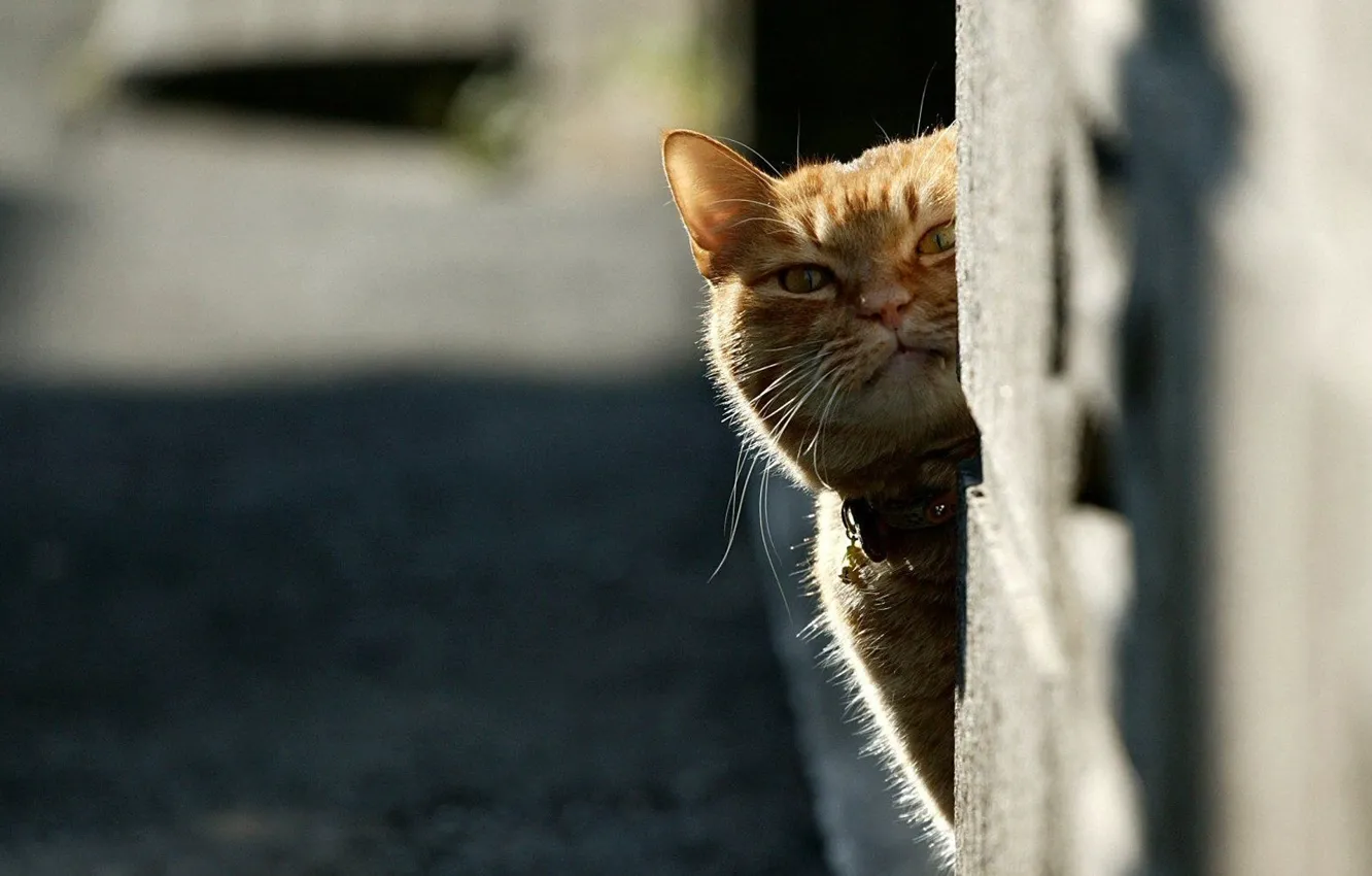 Photo wallpaper cat, red, Peeps