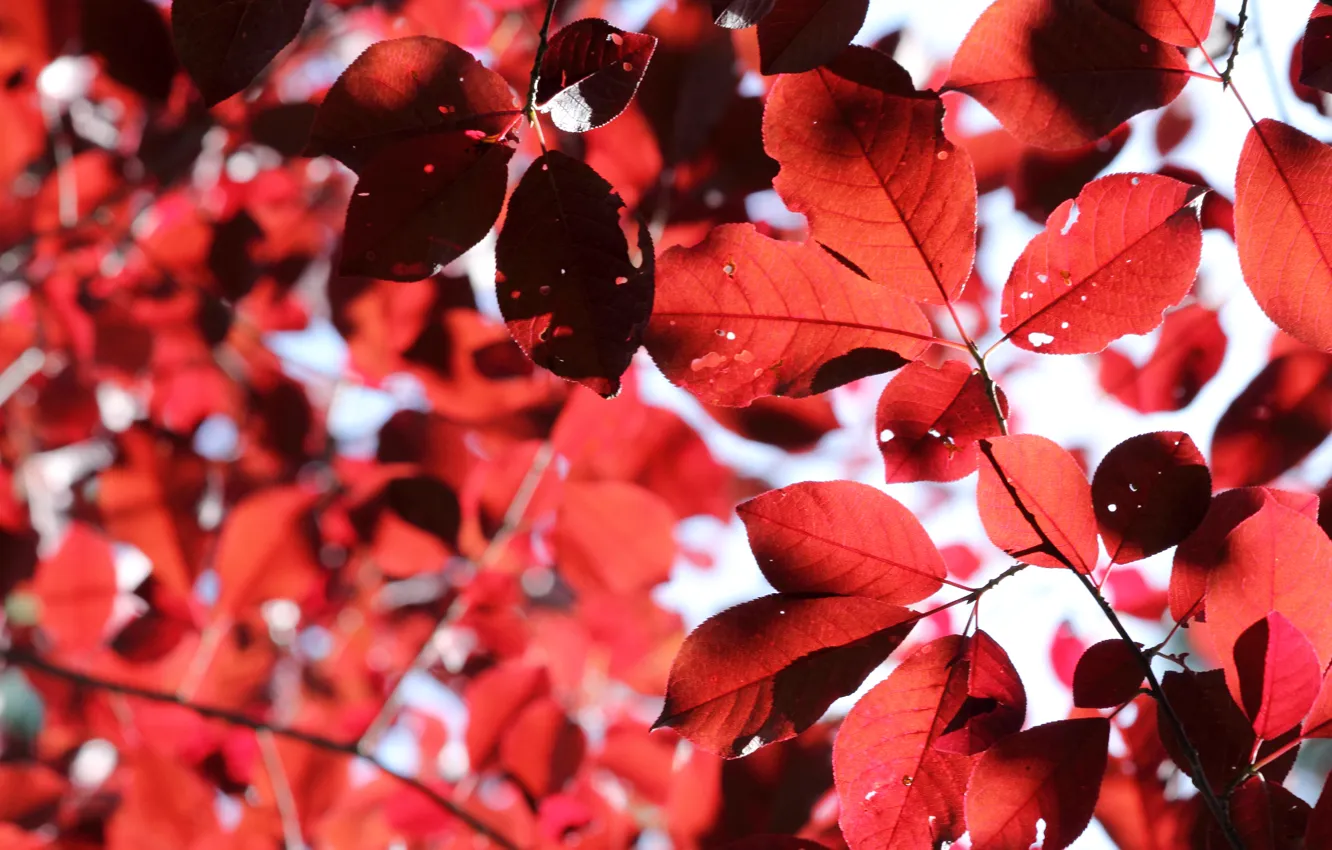 Photo wallpaper autumn, leaves, Forest, the Botanical garden