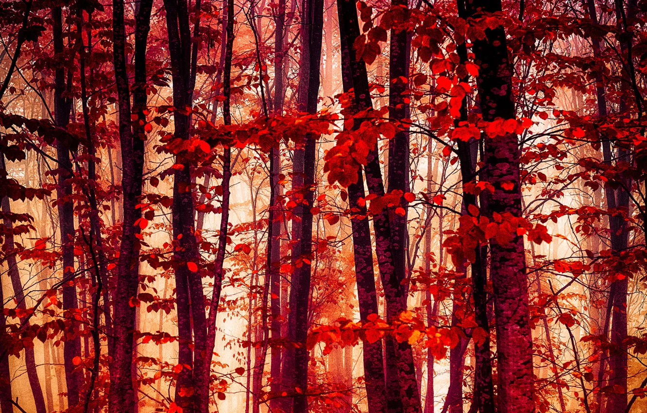 Photo wallpaper autumn, forest, leaves, the crimson