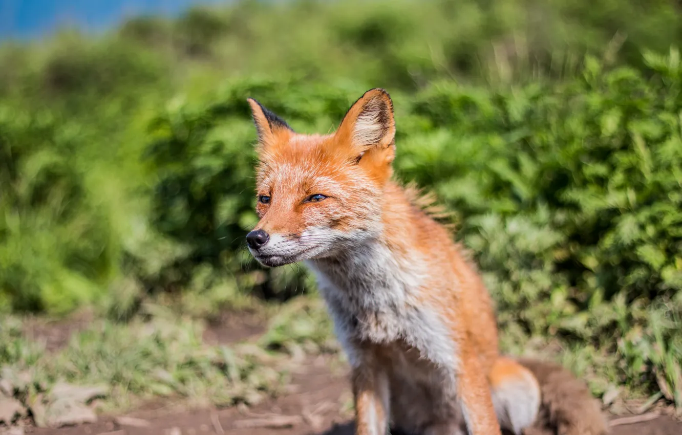 Photo wallpaper muzzle, Fox, red, tricky, Fox