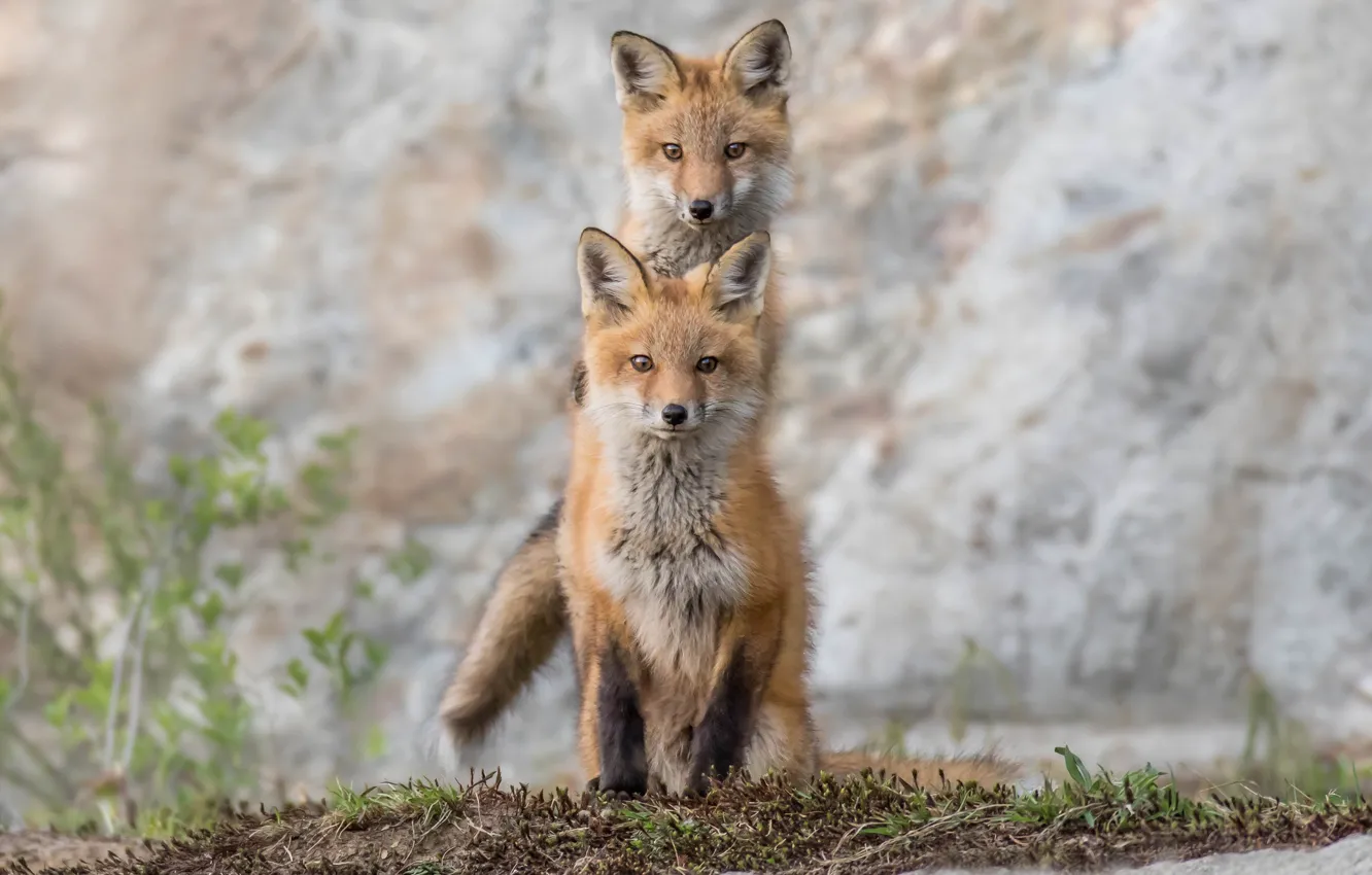 Photo wallpaper Fox, a couple, twins, cubs