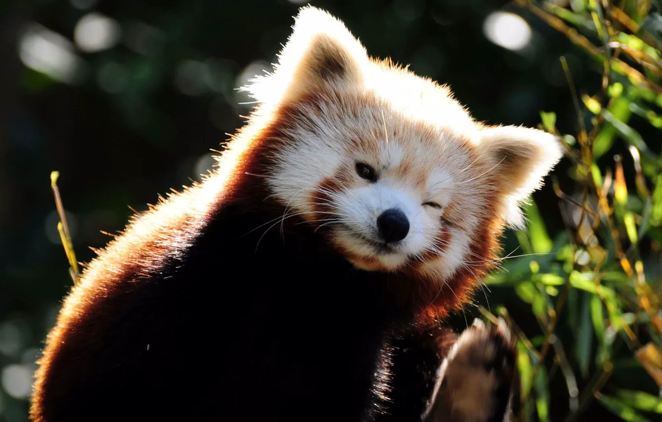 Photo wallpaper grass, muzzle, firefox, red Panda