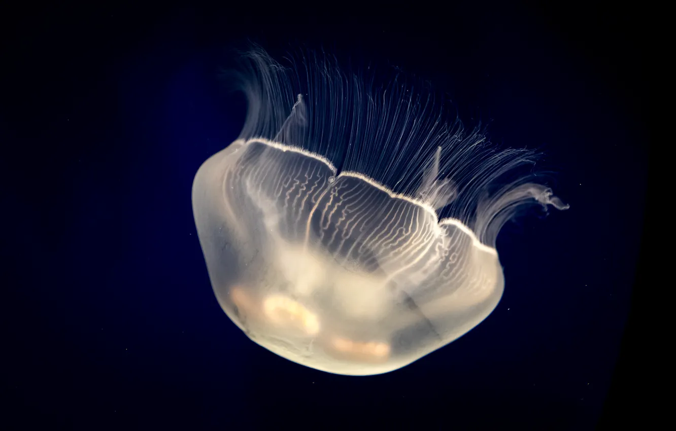 Photo wallpaper sea, white, background, jellyfish