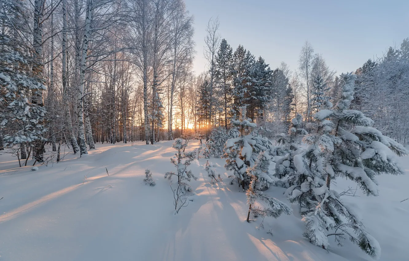 Photo wallpaper winter, forest, snow, trees, the snow, Natalia Gobova