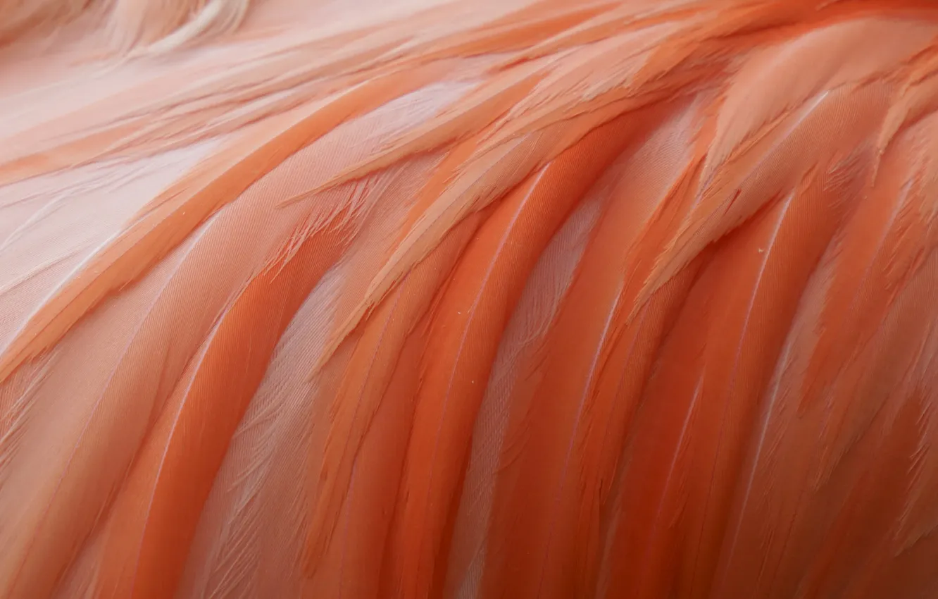 Photo wallpaper feathers, pink, Flamingo