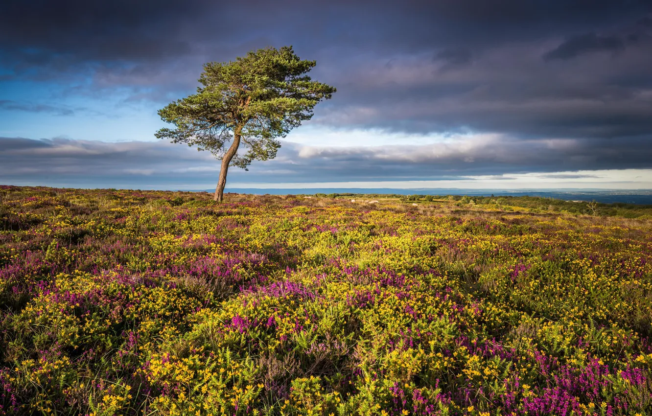 Photo wallpaper field, summer, trees