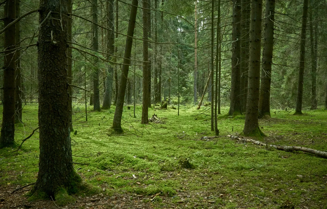 Photo wallpaper forest, trees, nature