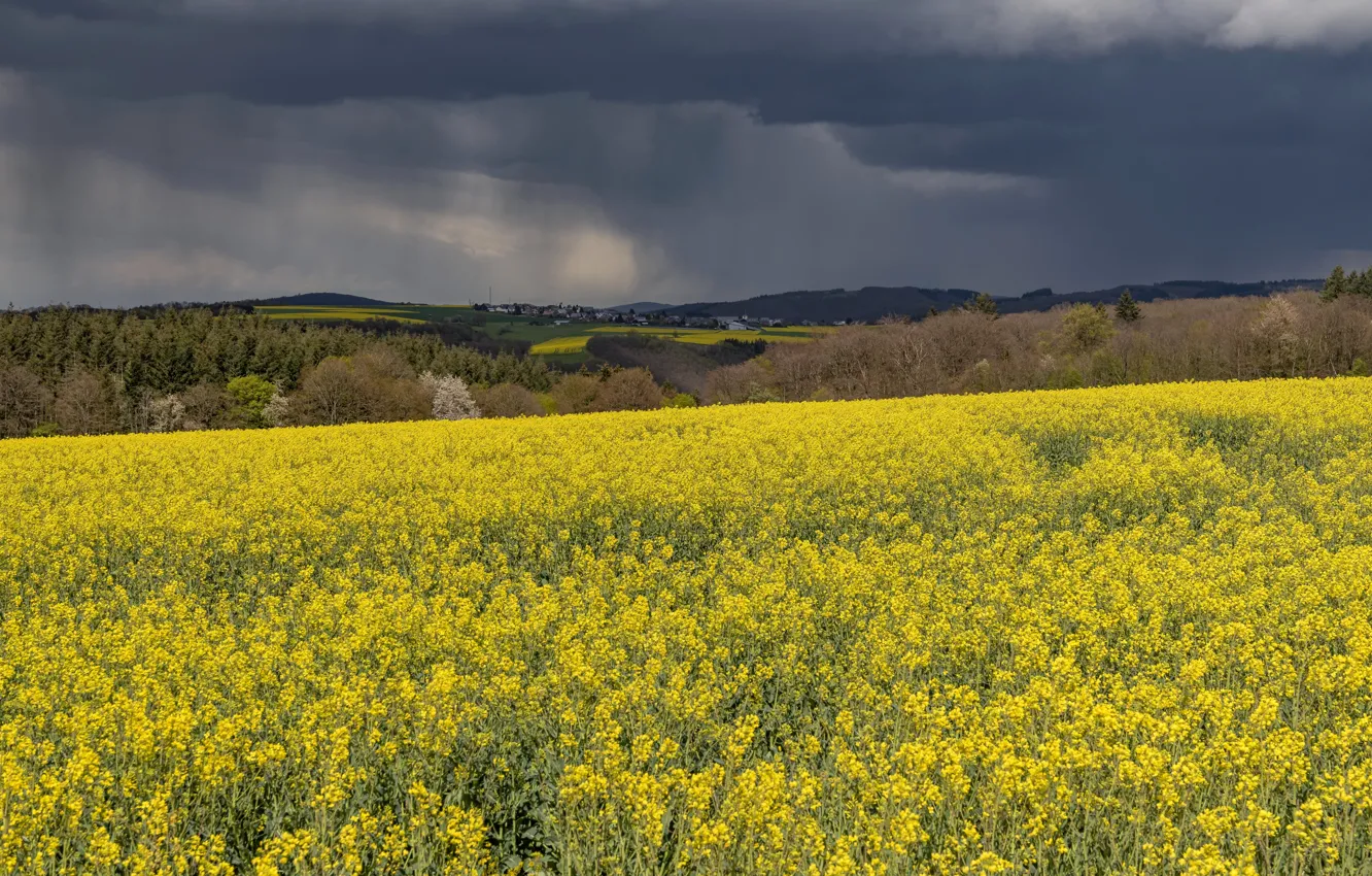 Photo wallpaper clouds, meadow, rape, rapeseed field