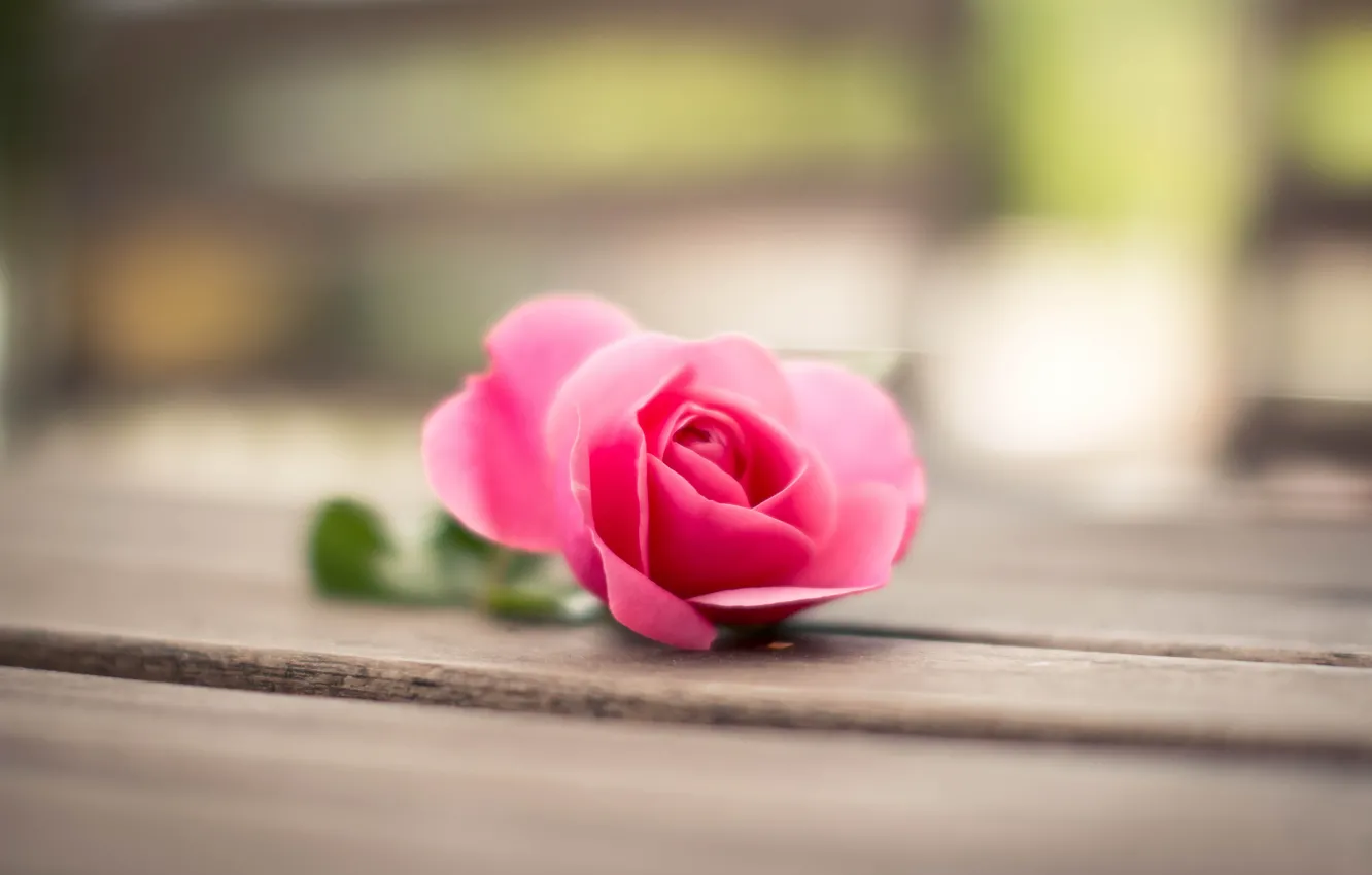 Photo wallpaper macro, flowers, roses, petals, pink, bokeh
