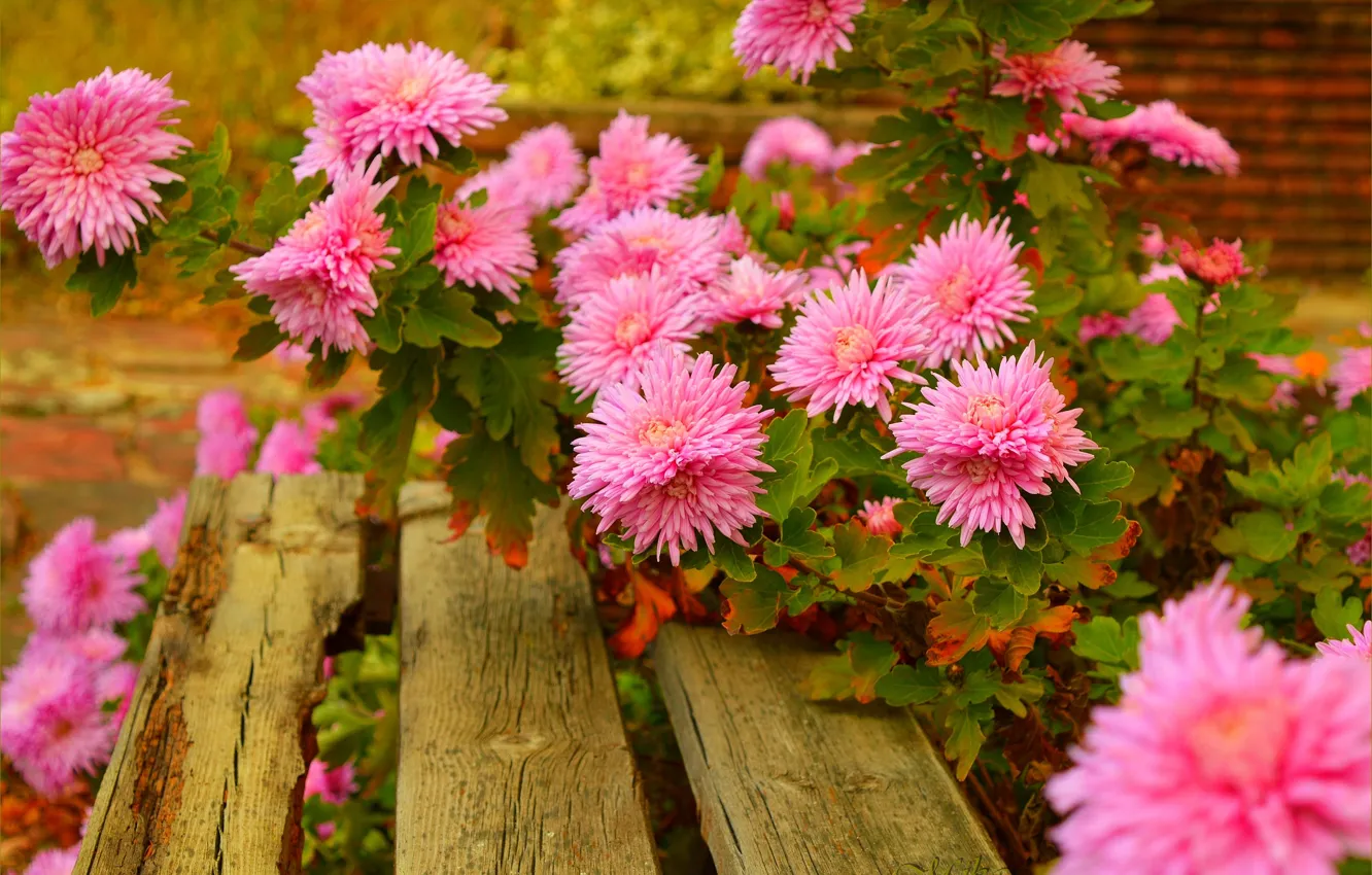 Photo wallpaper Bench, Pink flowers, Pink flowers