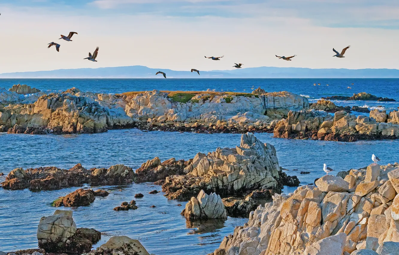 Photo wallpaper sea, the sun, birds, stones, coast, seagulls, CA, USA