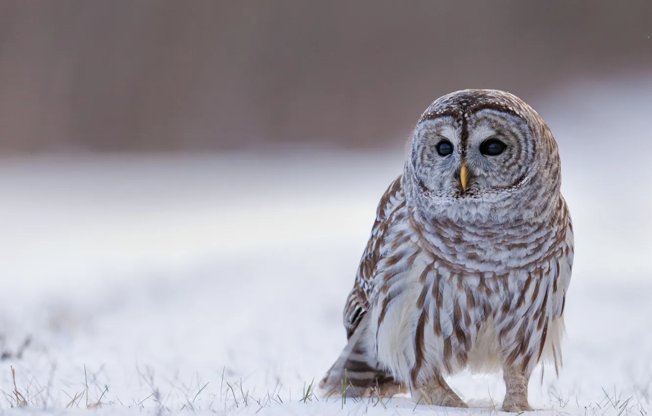 Photo wallpaper winter, field, snow, owl, bird, grey background, bokeh, owl