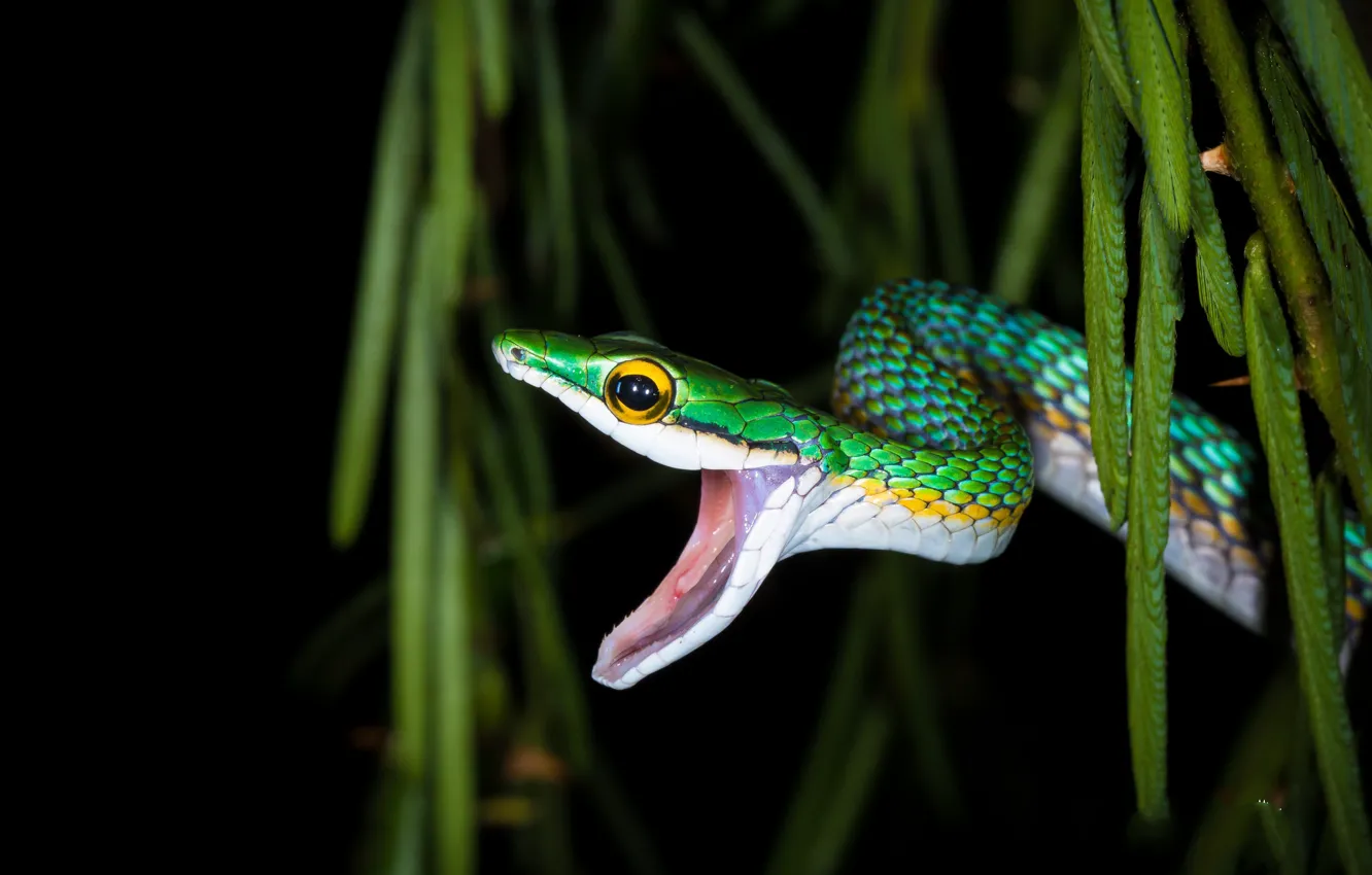 Photo wallpaper greens, snake, open mouth