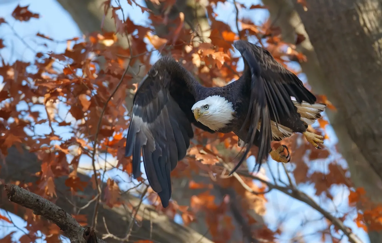 Photo wallpaper autumn, trees, flight, bird, bald eagle