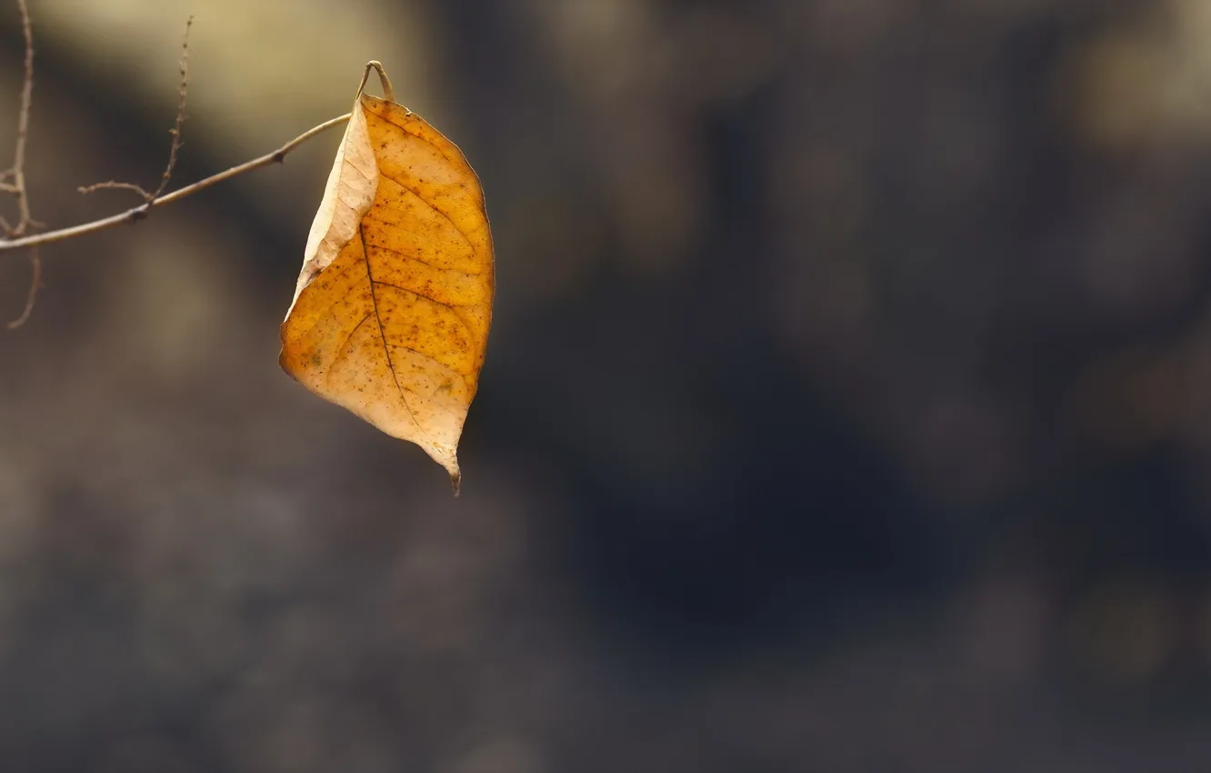Photo wallpaper autumn, leaves, nature