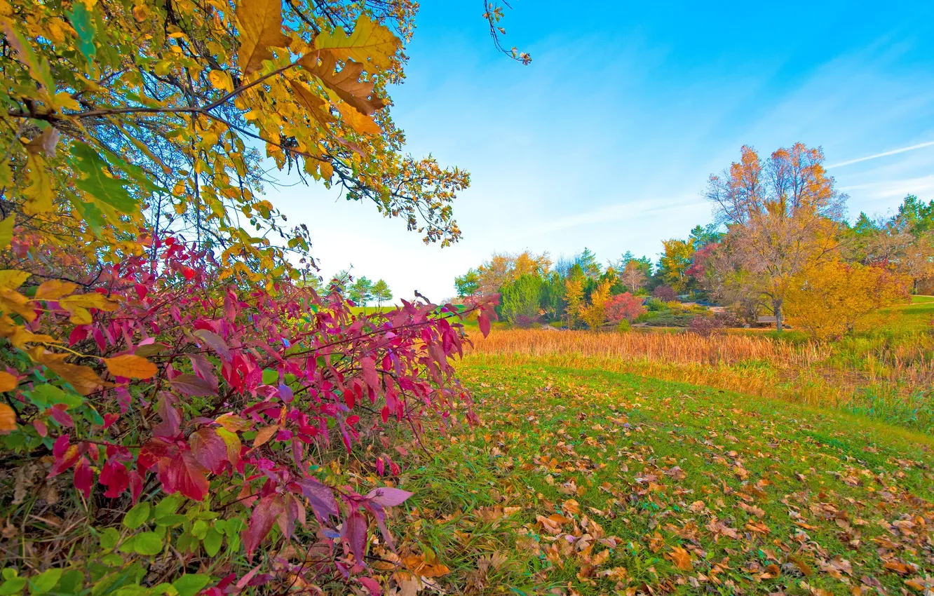 Photo wallpaper autumn, grass, leaves, trees, Park, the crimson