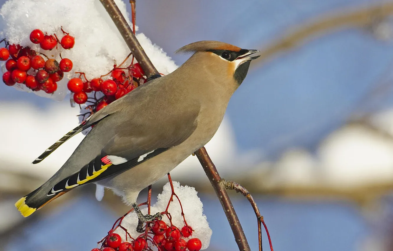 Photo wallpaper the sky, snow, branches, bird, Rowan, the Waxwing
