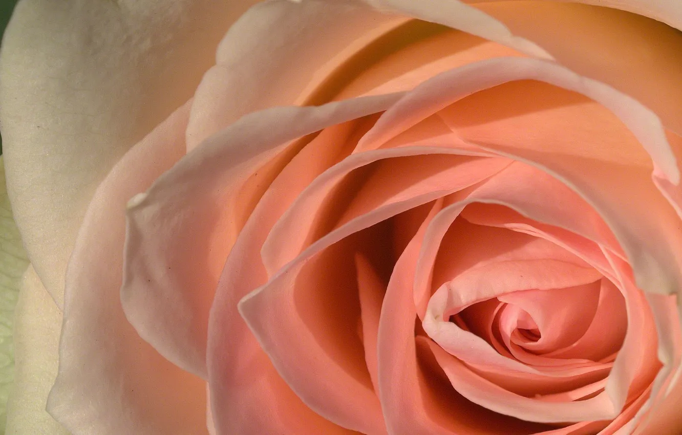 Photo wallpaper macro, flowers, roses, petals