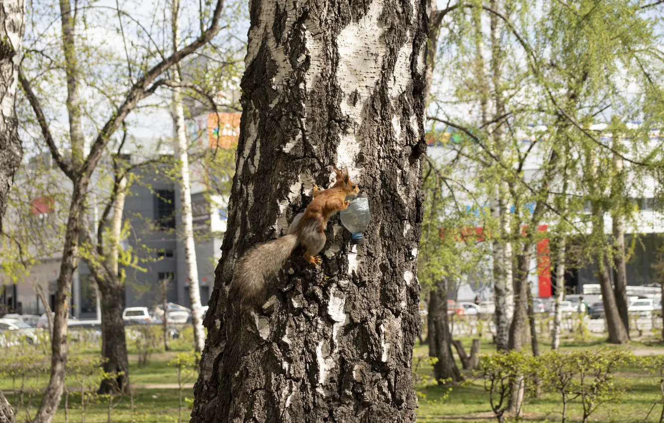 Photo wallpaper Nature, Park, Protein, NSK, Birch, Novosibirsk, Archanicum, Canon 200D