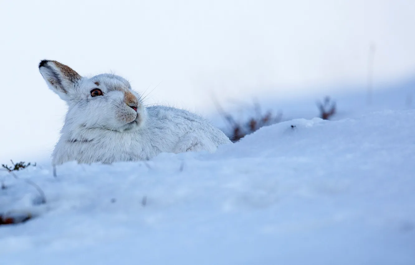 Photo wallpaper winter, white, snow, hare, ears