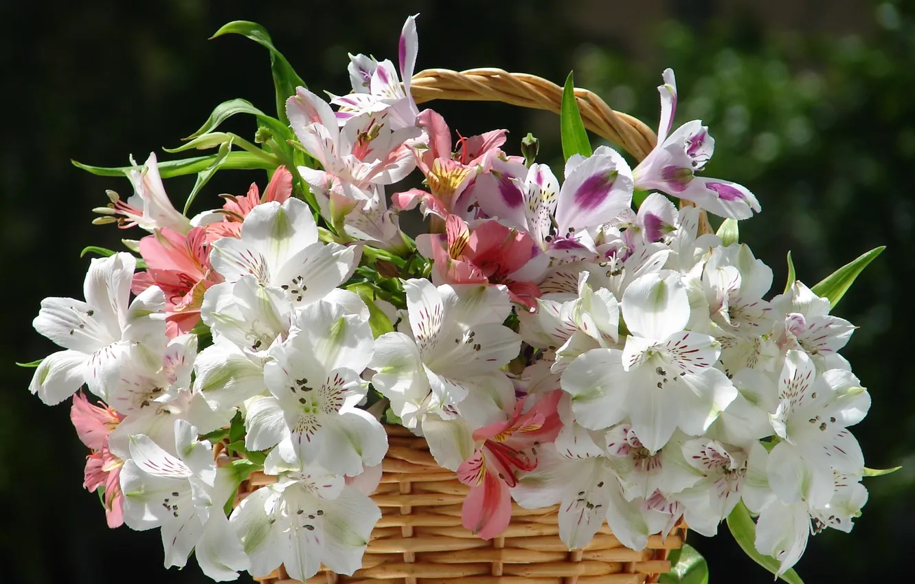 Photo wallpaper flowers, bouquet, white