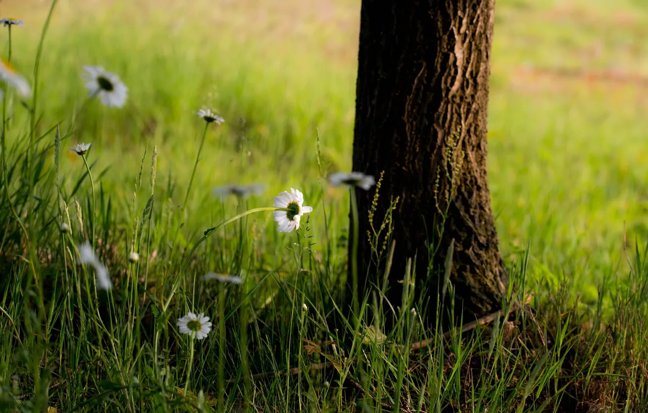 Photo wallpaper grass, flowers, tree