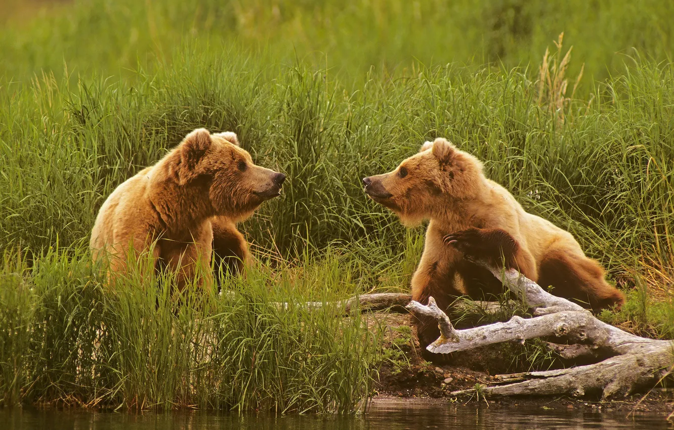 Photo wallpaper grass, river, bear, Alaska, snag, a couple, grizzly