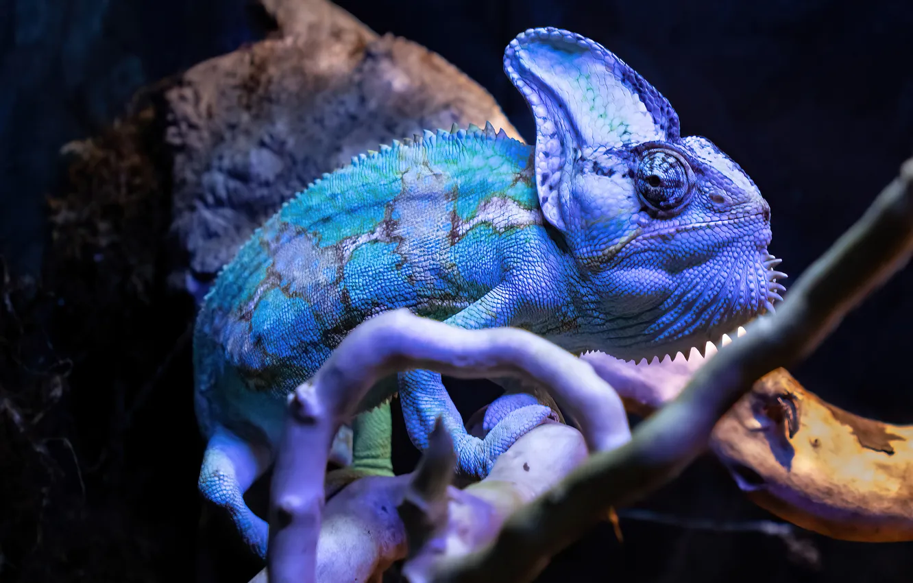 Photo wallpaper look, branches, blue, chameleon, blue, black background, reptile