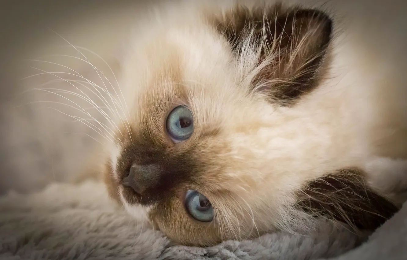 Photo wallpaper look, muzzle, kitty, blue eyes