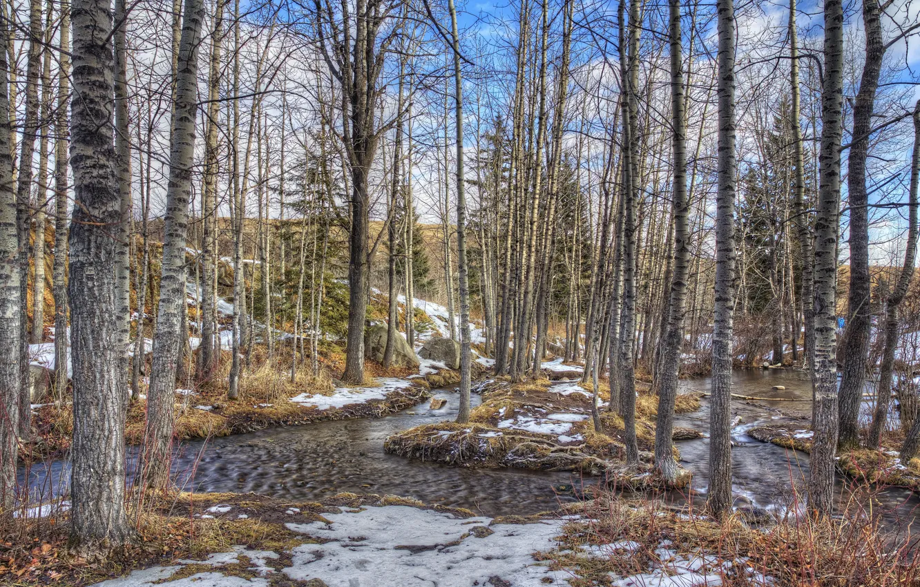 Photo wallpaper forest, the sky, snow, trees, stream, spring