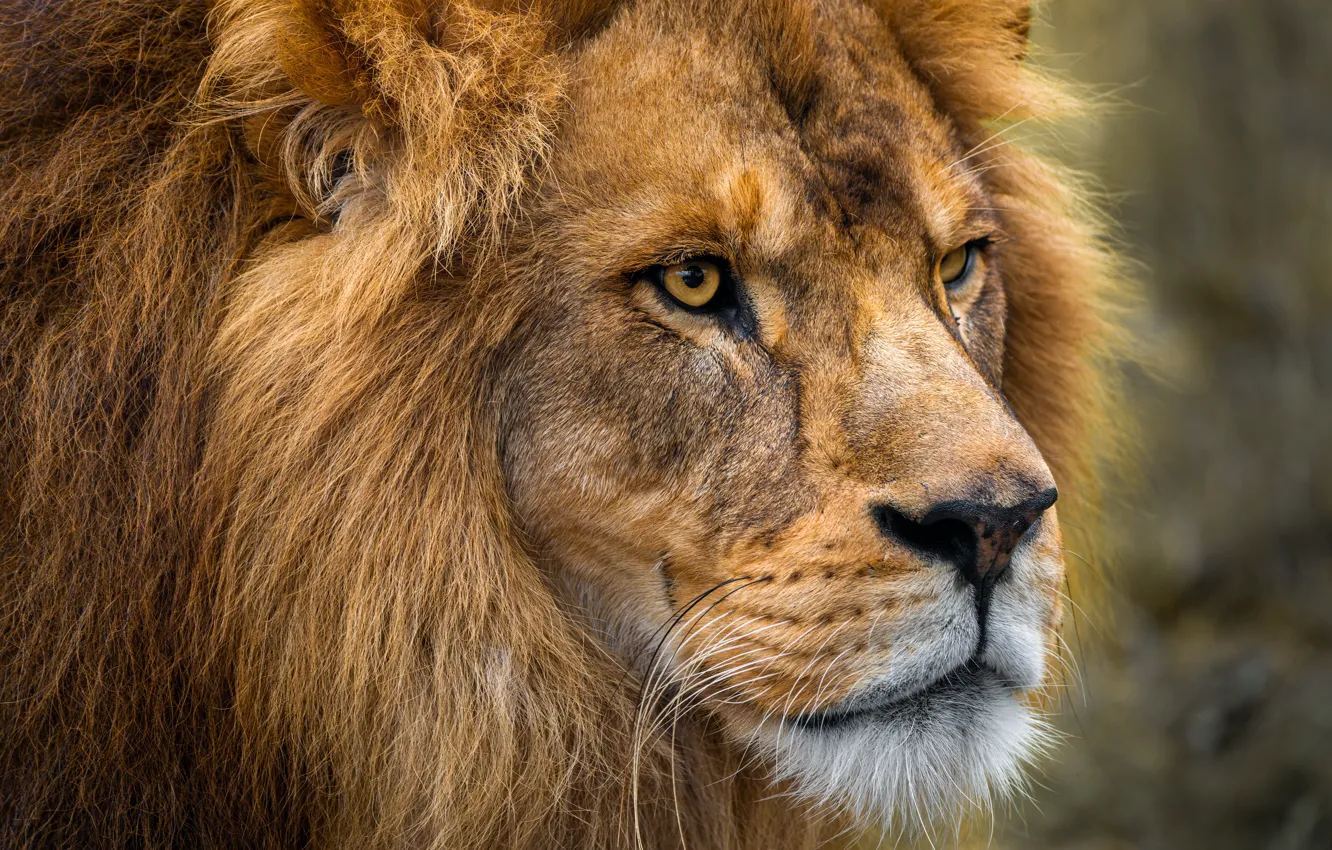 Photo wallpaper look, face, portrait, Leo, mane, the king of beasts, wild cat