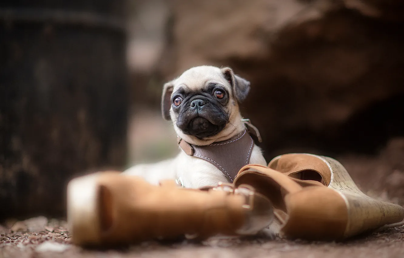 Photo wallpaper dog, shoes, pug, puppy