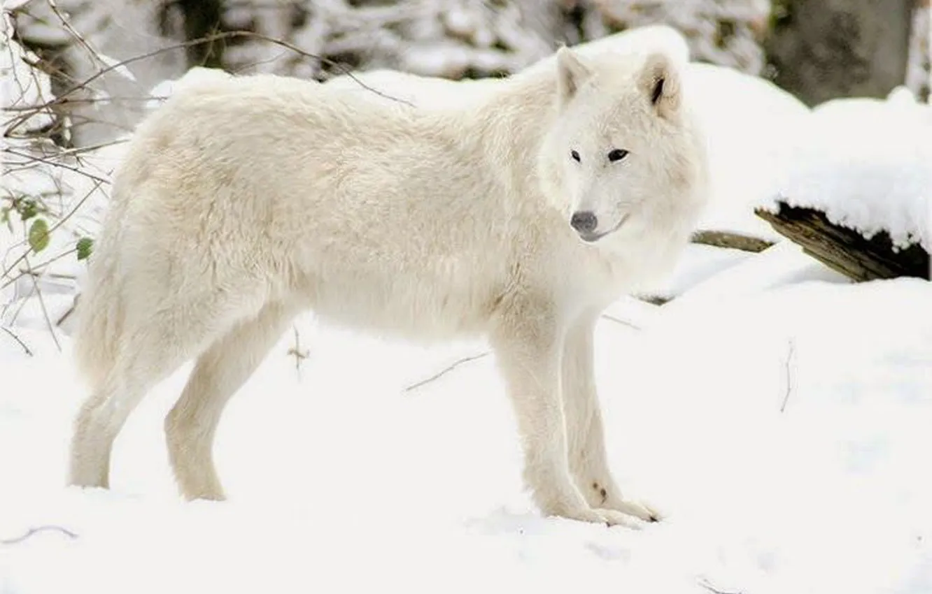 Photo wallpaper Predator, nature, snow, face, animal, wolf, canis lupus, wildlife