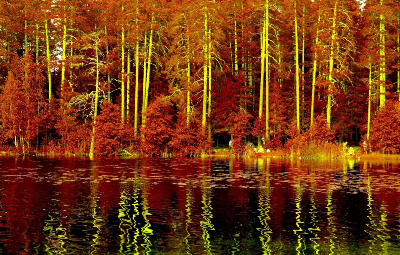 Photo wallpaper forest, trees, landscape, nature, lake
